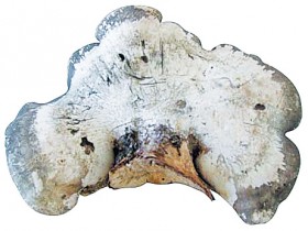 白芝的功效与作用