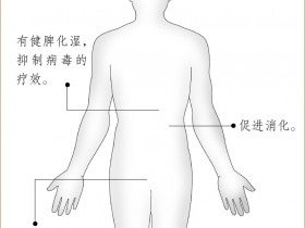 黑芝的功效与作用