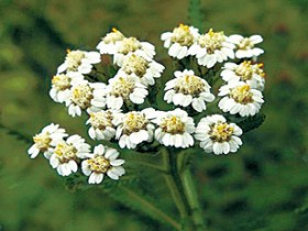 蓍实的功效与作用