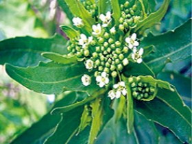 菥蓂子的功效与作用