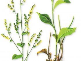 菴䕡子的功效与作用