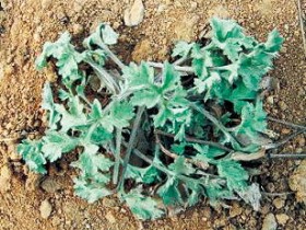 白蒿的功效与作用,中药白蒿图片