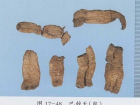 巴戟天的功效与作用