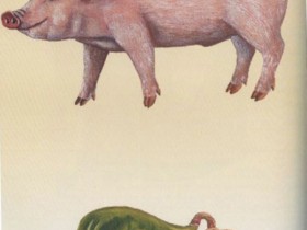 猪胆汁的功效与作用,猪胆汁的偏方大全