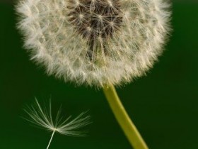 乳腺炎的中医治疗验方和偏方大全