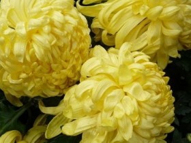 灭蚊偏方小妙招，食疗预防蚊虫叮咬的方法大全