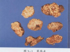 芳香类中药有哪些