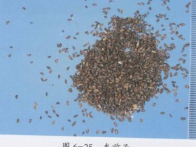 车前子的功效与作用