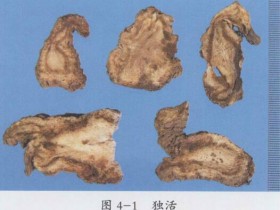 独活的功效与作用