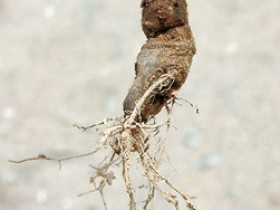 防葵的功效与作用,中药防葵图片