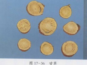 甘草的功效与作用