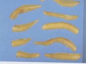 天门冬的功效与作用