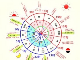 胆的功能与作用是什么？论述胆在中医养生中的重要性