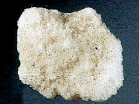 消石的功效与作用,消石的副作用及禁忌,中药消石图片