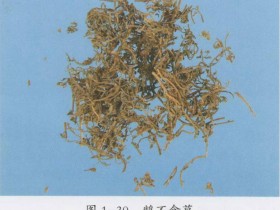 鹅不食草的功效与作用