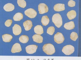 法半夏的功效与作用