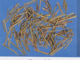 发散风寒,发散风热的解表中药索引