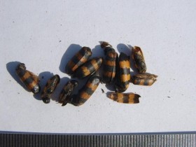 斑蝥的功效与作用及禁忌,中药斑蝥图片