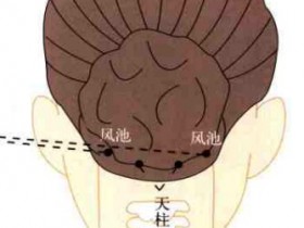 风池的准确位置图_风池穴的功效与作用