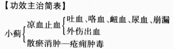 小蓟的功效与作用