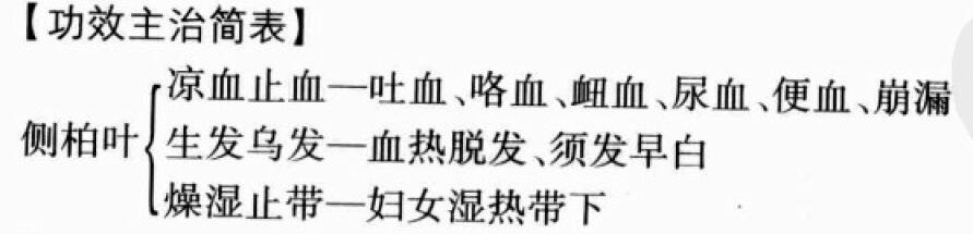 侧柏叶的功效与作用