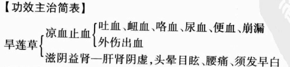 旱莲草的功效与作用