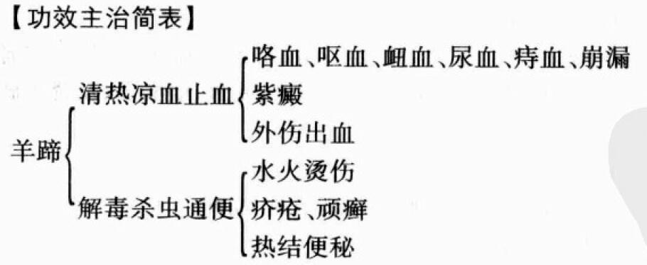 羊蹄根的功效与作用