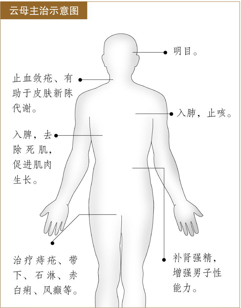 云母的功效与作用