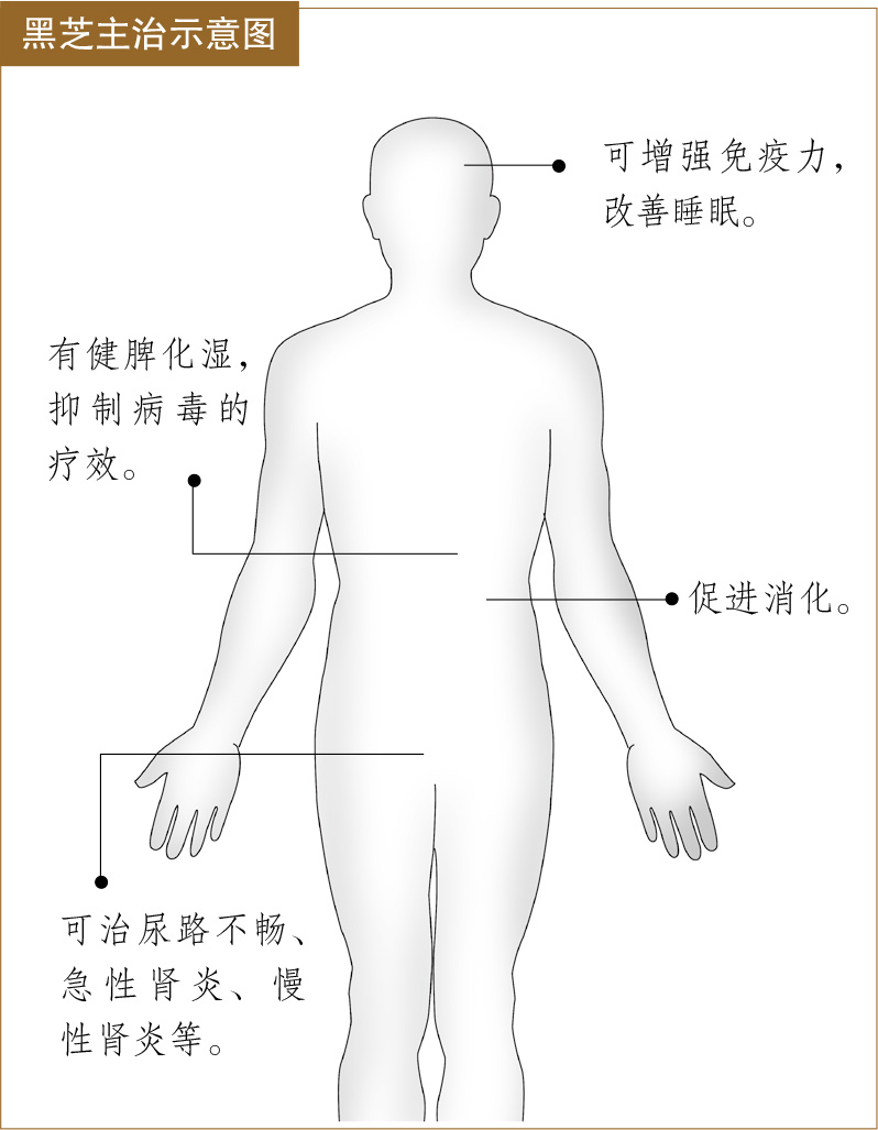 黑芝的功效与作用