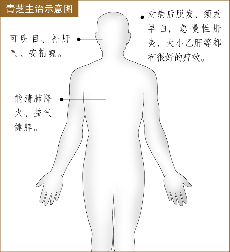 青芝的功效与作用