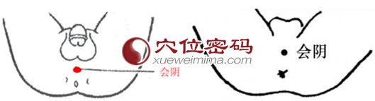 会阴穴的位置