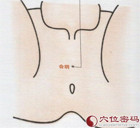 会阴穴的位置图