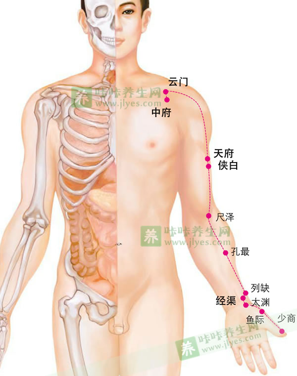 肺经经络穴位运行图