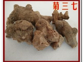 菊三七的功效与作用,中药菊叶三七图片