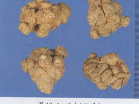 三七的功效与作用及禁忌,中药三七图片