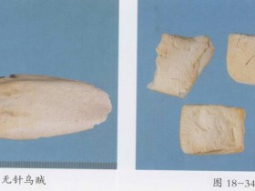 乌贼骨的功效与作用及禁忌,中药乌贼骨图片