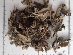 紫珠的功效与作用,中药紫珠草图片