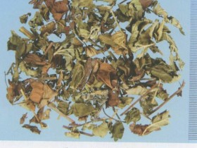 仙鹤草的功效与作用及禁忌,中药仙鹤草图片