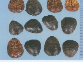 土鳖虫（地鳖虫）的功效与作用及禁忌,中药土鳖虫图片