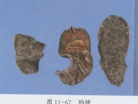 水蛭的功效与作用及禁忌,中药水蛭图片