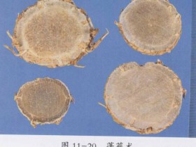 莪术的功效与作用及禁忌,中药莪术图片