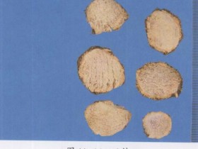 三棱的功效与作用及禁忌,中药三棱图片