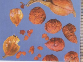 栀子豉汤组成,方歌方解,医案分析,功效与作用