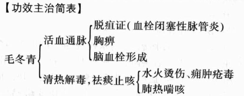 毛冬青的功效与作用