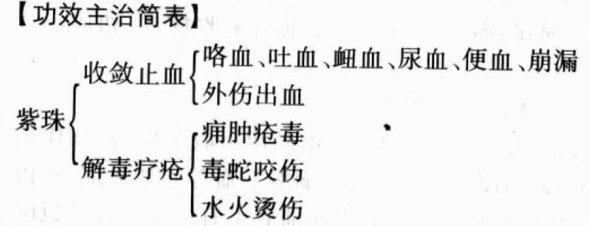 紫珠的功效与作用