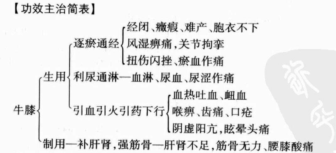 牛膝的功效与作用