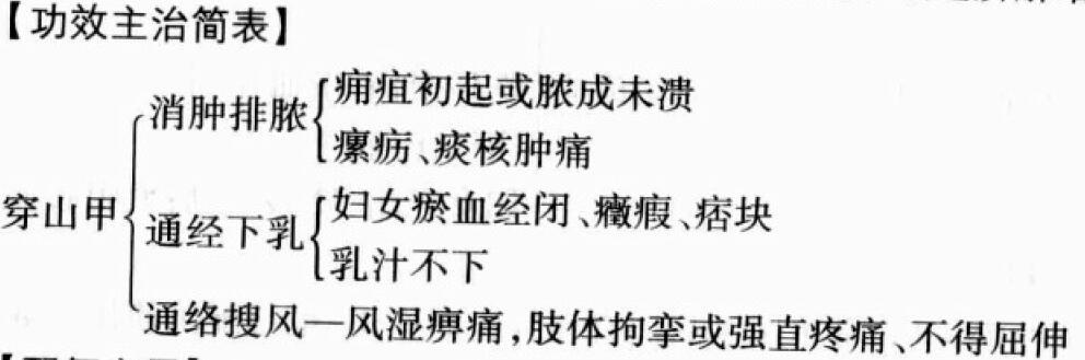 穿山甲的功效与作用