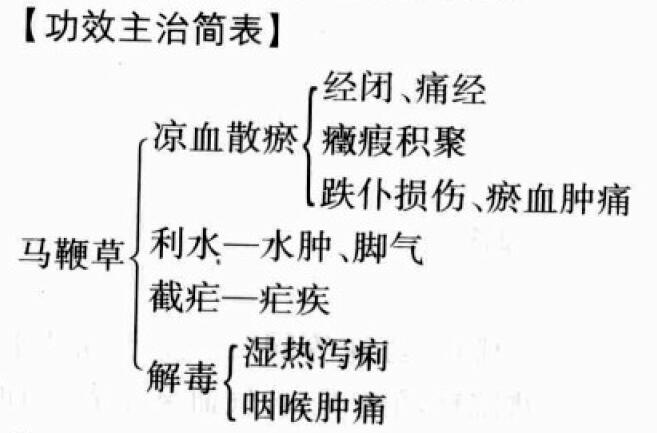 马鞭草的功效与作用