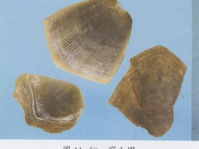 穿山甲的功效与作用及禁忌,中药穿山甲图片