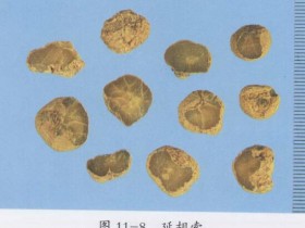 延胡索的功效与作用及禁忌,中药延胡索图片